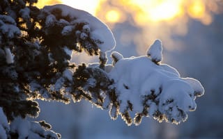 Картинка зима, дерево, ветка, лучи, снег, солнце