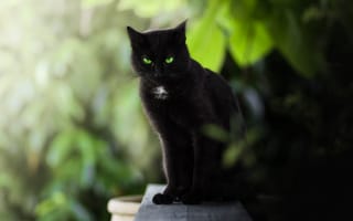 Обои боке, зелёные глаза, кошка, взгляд, чёрная кошка