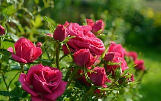 Обои Roses, Розы, Бутоны