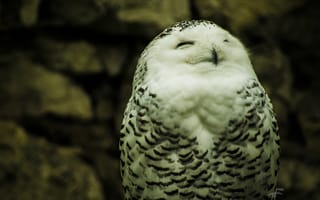 Картинка Сова, белая, white, owl, полярная, глаза, перья, природа, TF