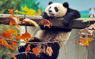 Картинка медведь, животное, ветки, зверь, осень, китай, листья, панда