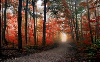 Обои осень, лес, дорога