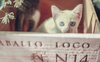 Картинка взгляд, ящик, голубые глаза, котёнок, белый котёнок, мордочка, ромашки