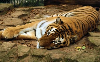 Обои тигр, лежит, камни, лапы, морда