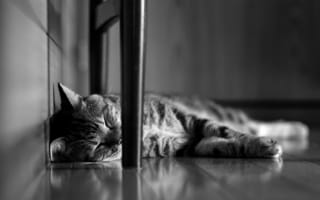 Картинка кот, лежит, кошка, полосатый, черно-белое, спит