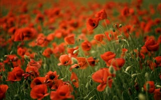 Обои red, poppies, poppy, Маки, field, поле, красные, размытость
