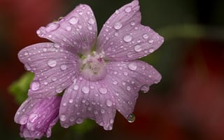 Картинка Макро, Капли, Macro, Pink flower, Drops, Розовый цветок