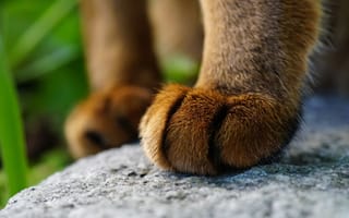 Картинка кот, лапки, шерсть, котейка