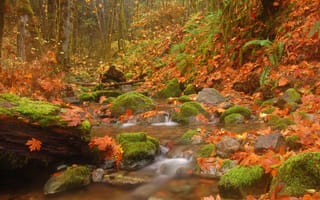 Картинка Пейзажи, листья, камни, природа, ручей, лес, деревья, речка, осень
