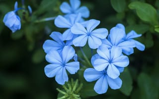 Картинка Свинчатка, Плюмбаго, Blue flowers, Голубые цветы, Цветочки