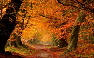 Обои nature, trees, осень, forest, fall, парк, colorful, walk, leaves, деревья, дорога, colors, листья, autumn, path, park, лес, природа, road