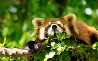 Картинка морда, деревья, природа, животное, листва, зеленый, ветки