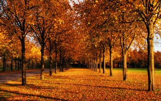 Картинка осень, солнце, рыжая, небо, день, листья, посадки, деревья, парк, голубое, ветви, тени, газоны, дорожка, аллея