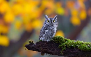 Картинка owl, bird, сова, ушастая, природа, взгляд, мох, бревно, глаза