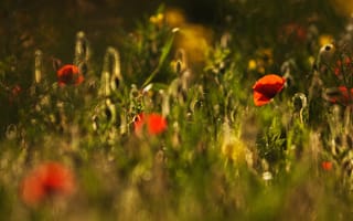 Картинка зелень, поле, свет, поляна, лето, цветы, красный, настроение