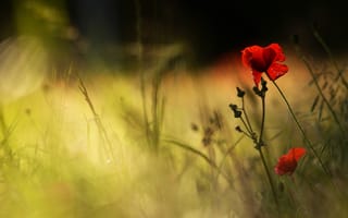 Картинка лето, трава, красный, лучи, свет, цветы, мак, темный