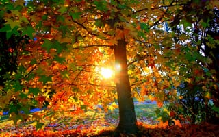 Картинка парк, листва, листья, солнце, свет, осень, дерево, закат
