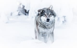 Картинка зима, взгляд, волк, снег, опасен