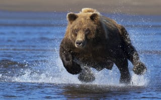 Обои брызги, медведь, бег, топтыгин, бегущий медведь, вода