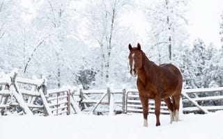 Обои конь, снег, природа