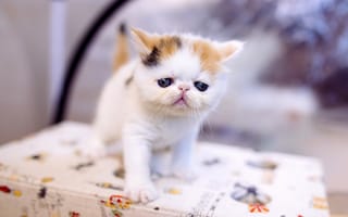 Картинка кошка, белый, маленький, пятнистый, кот, экстремал, мордочка, лапочка, котёнок, пусик, котенок, малыш, стол