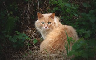 Картинка трава, кот, взгляд, кошка, пушистый, рыжий