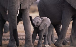 Обои животные, animals, слоны, малыш, природа, elephants, мама