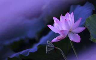 Картинка листья, цветы, розовые, стебель, бутоны, лотос, лепестки