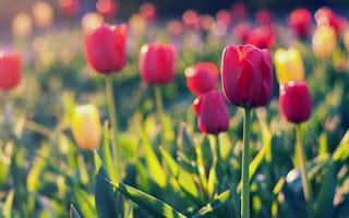 Картинка фокус, тюльпаны, поле, блики, желтые, красные, размытость, yellow, лепестки, field, red, Tulips
