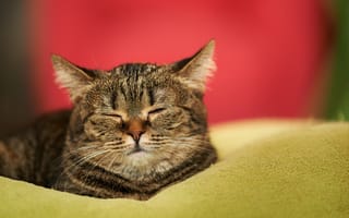 Картинка кот, мордочка, кошка, сон, одеяло, дом, спит