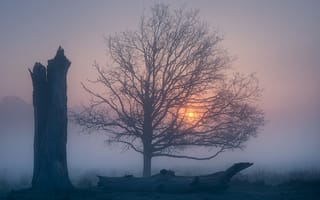 Картинка туман, дерево, Ричмонд-парк, рассвет, Большой Лондон, утро, Richmond Park, Англия, Greater London, England