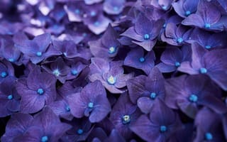 Картинка splendor, пышность, гортензия, flowers, hydrangea, petals, цветки, лепестки, голубая, blue
