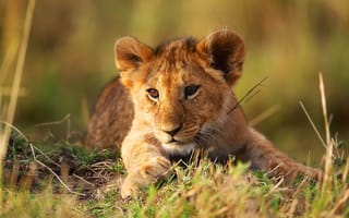 Картинка львенок, lion, животное, wild cat, природа