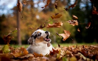 Картинка собака, осень, парк, щенок, листья, природа