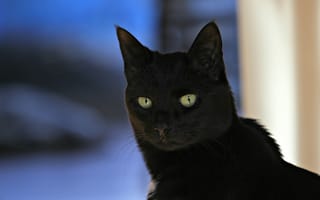 Картинка кот, черный, взгляд