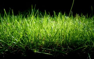 Картинка трава макро, природа, нежные тона, зелень