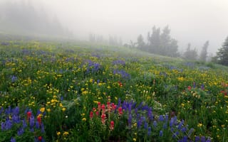 Картинка трава, деревья, цветы, туман, луг, склон