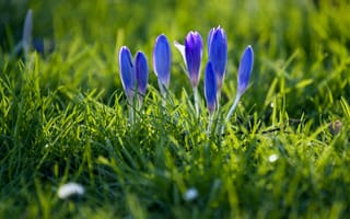 Картинка фокус, синие, весна, лепестки, макро, бутоны, размытость, Крокусы, трава