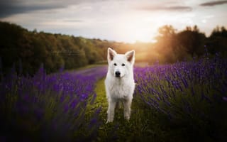 Картинка природа, собака, цветы