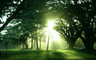 Картинка деревья, природа, солнце, свет