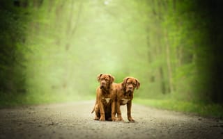 Картинка собаки, Бордоский дог, пара, двойняшки, боке