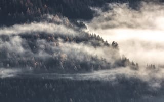 Картинка лес, деревья, туман, сосны, ели