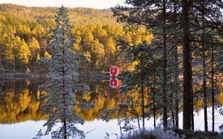 Картинка отражение, хвоя, autumn, берег, forest, Норвегия, Norway, лес, деревья, домик, осень, река
