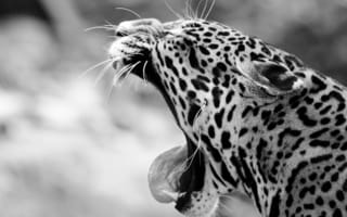 Картинка ягуар, черно-белое, дикая кошка, клыки, морда, зевает, язык, пасть