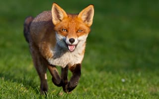 Картинка Fox, лиса, бежит, зеленый, взгляд, рыжая, мордочка, лисица, трава, хитрый