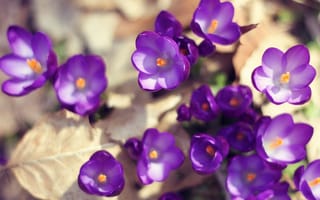 Обои цветы, природа, весна, фиолетовые, листья, земля, крокусы, солнце, макро, свет
