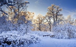 Картинка снег, ветки, зима, деревья
