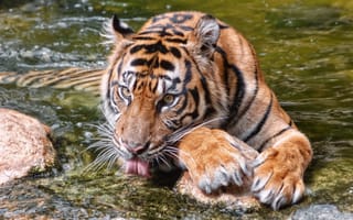 Картинка тигр, дикая кошка, лапы, морда, вода, язык, купание