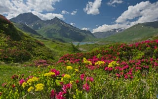 Картинка горы, озеро, рододендроны, плато, Савойя, Haute-Maurienne, France, Savoie, Mont Cenis, Альпы, Alps, Франция