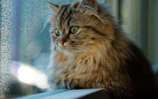 Картинка кот, кошка, окно, взгляд